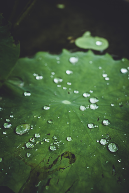 Raindrops