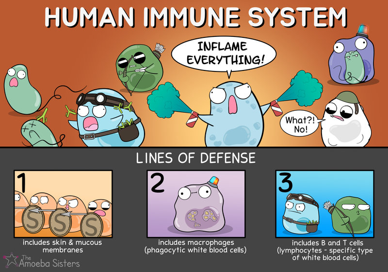 Human Immune System Poster PDF