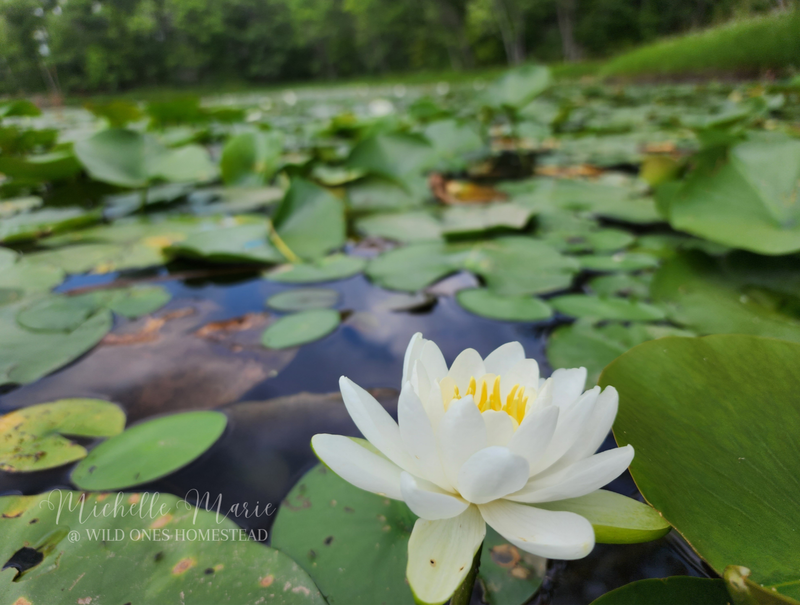 Water Lily, Digital Download
