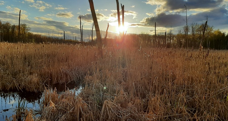 Sunset in the marshlands