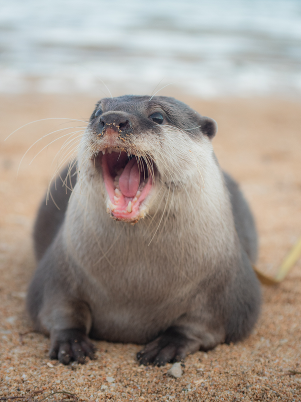 Yawning Moka