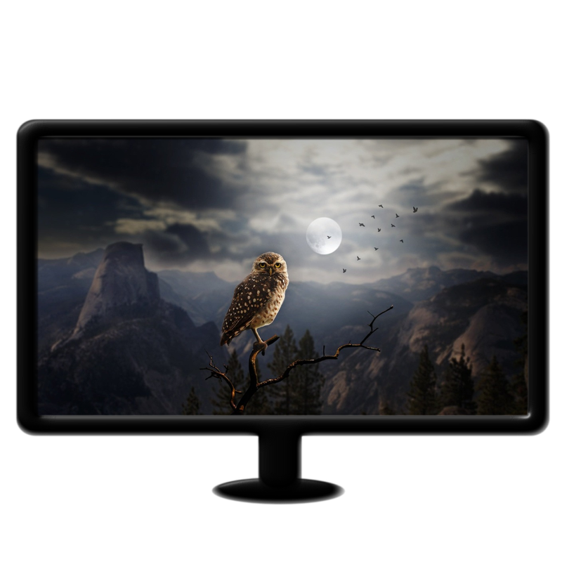 Owl moon live wallpaper mp4 16:9