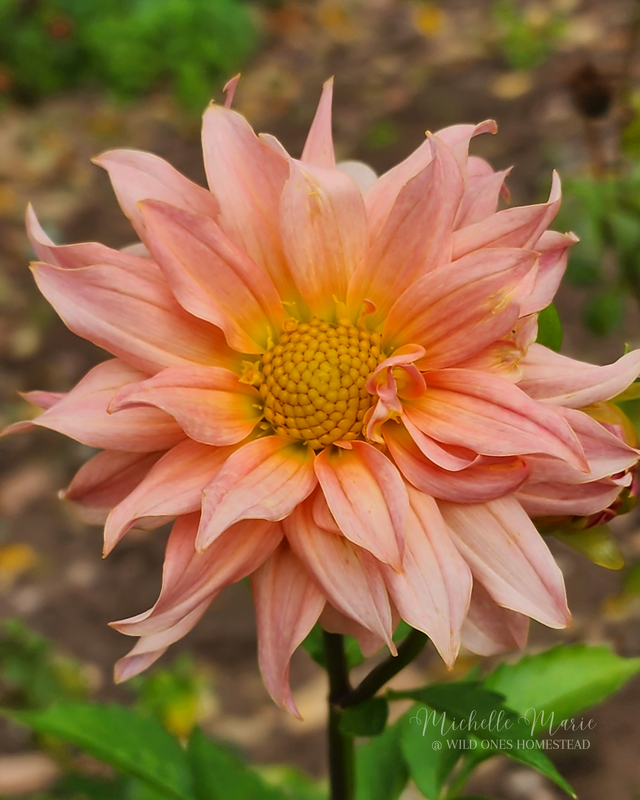 Dahlia, Digital Download