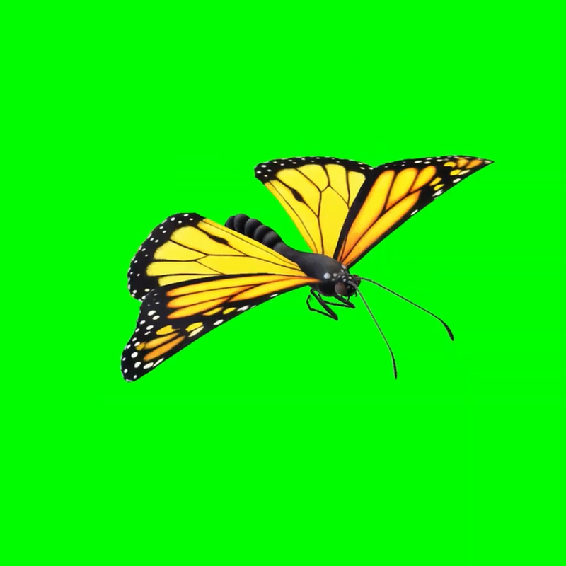 Butterfly flying animation
