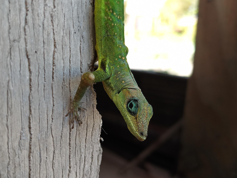 Barbados Anole Closeup