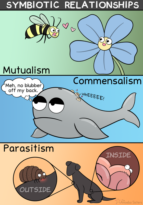 Symbiotic Relationships Poster PDF