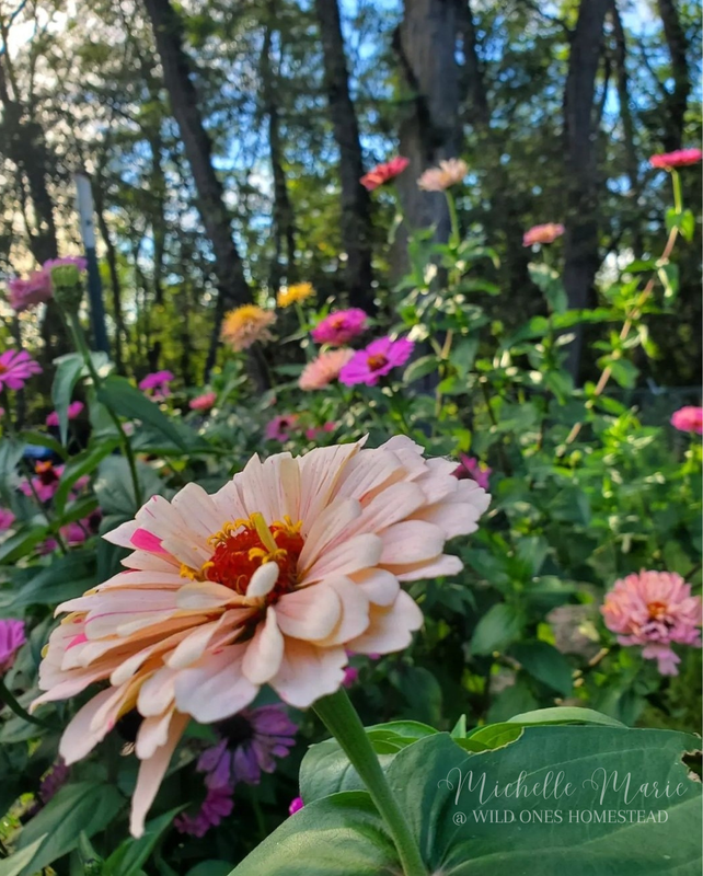 Zinnia Love, Digital Download, Printable