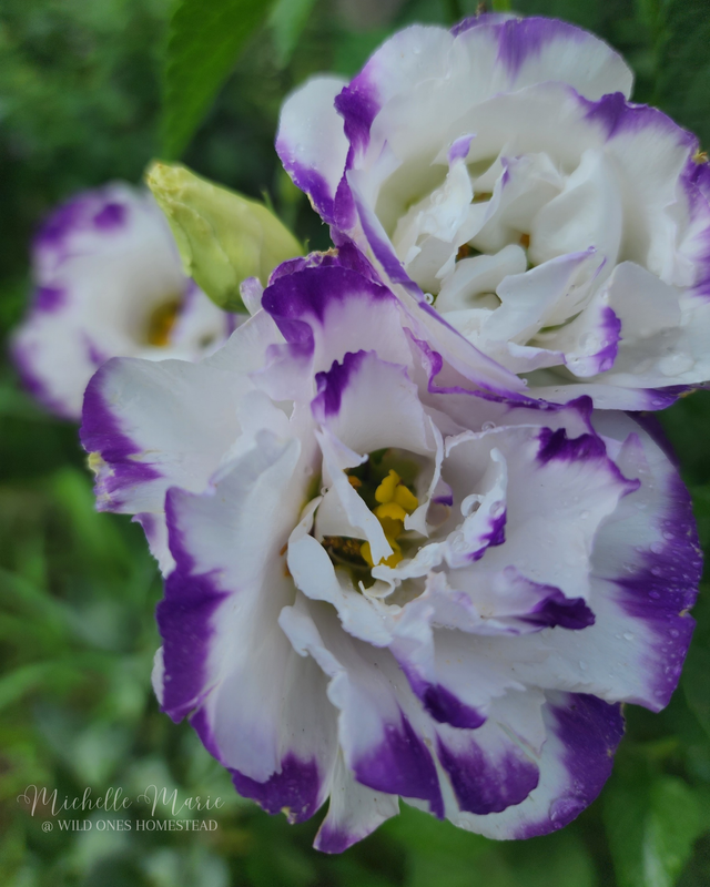 Lisanthus, Digital Download