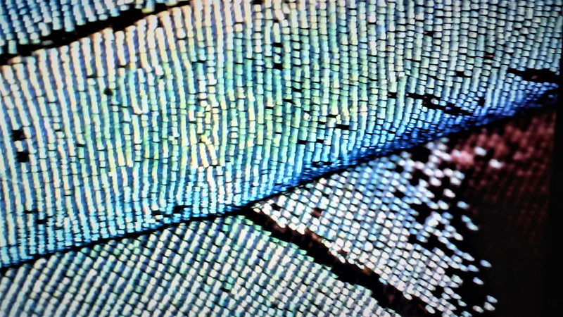 Macro blue butterfly