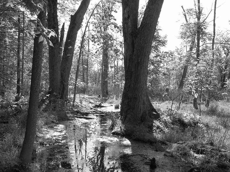 Picture of the marshland in B&W 2