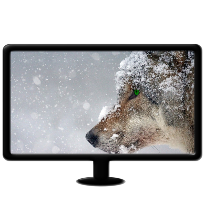 Wolf in snow live wallpaper mp4 16:9