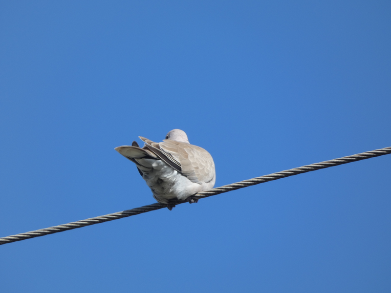 Collared Dove on a powerline