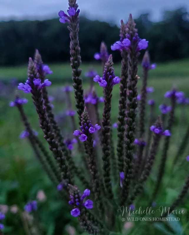 Blue Vervain, Digital Download