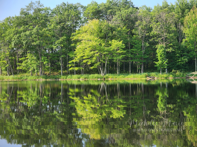 Lake Reflections, Digital Download