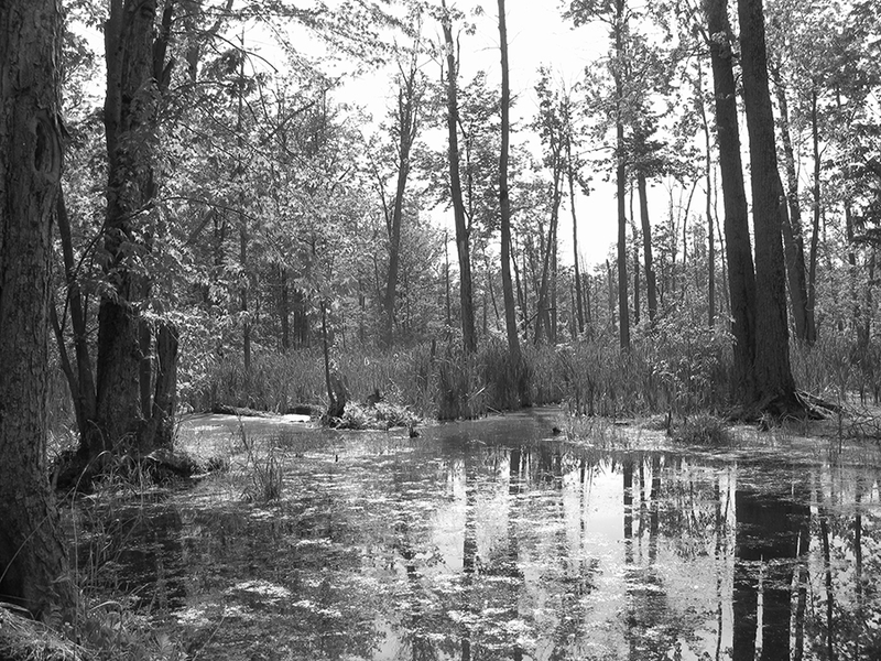 Picture in the marshland in B&W 3