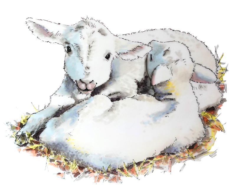 Cuddling-Lambs