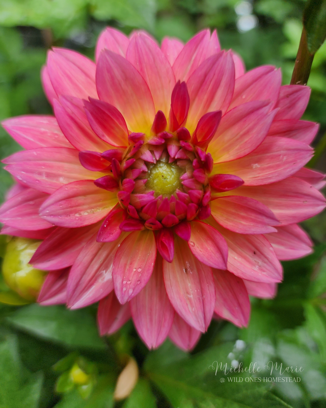 Pink Dahlia, Digital Download