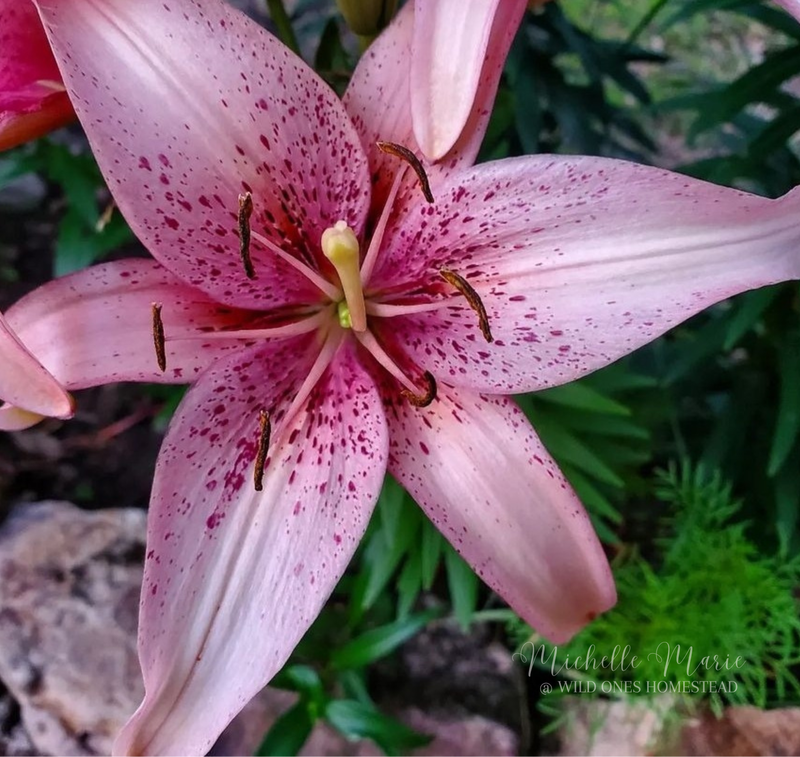 Lily in Bloom, Digital Download