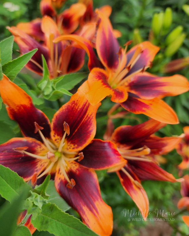 Orange Lily, Digital Download