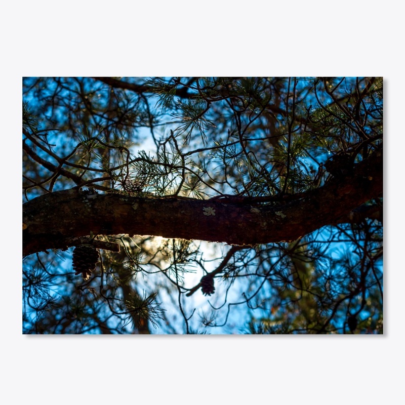 sun behind pine limb