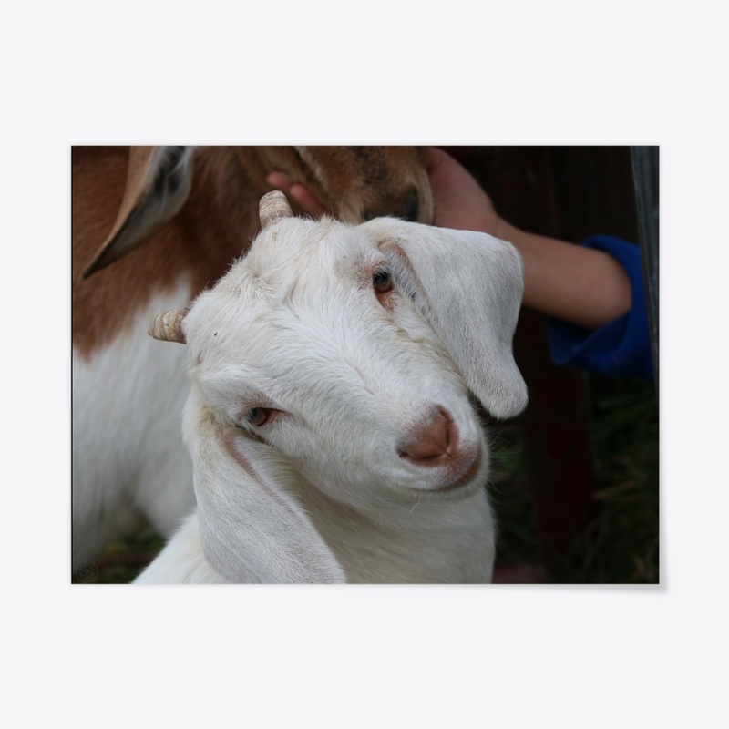 Goat 2