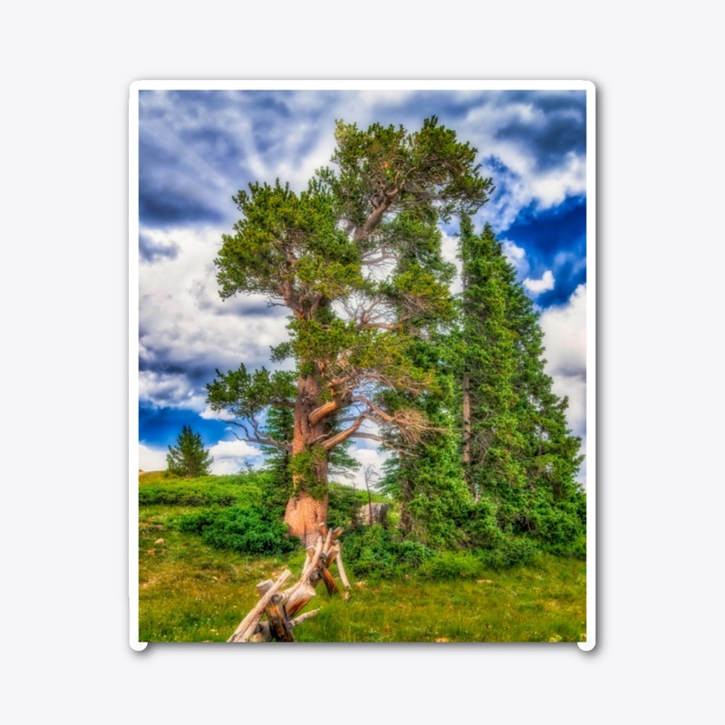 Bristlecone
