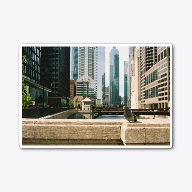 Chicago Pigeon Puzzle