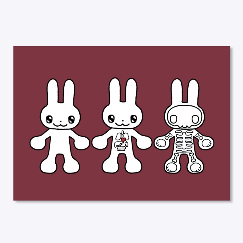 Bunny Anatomy 