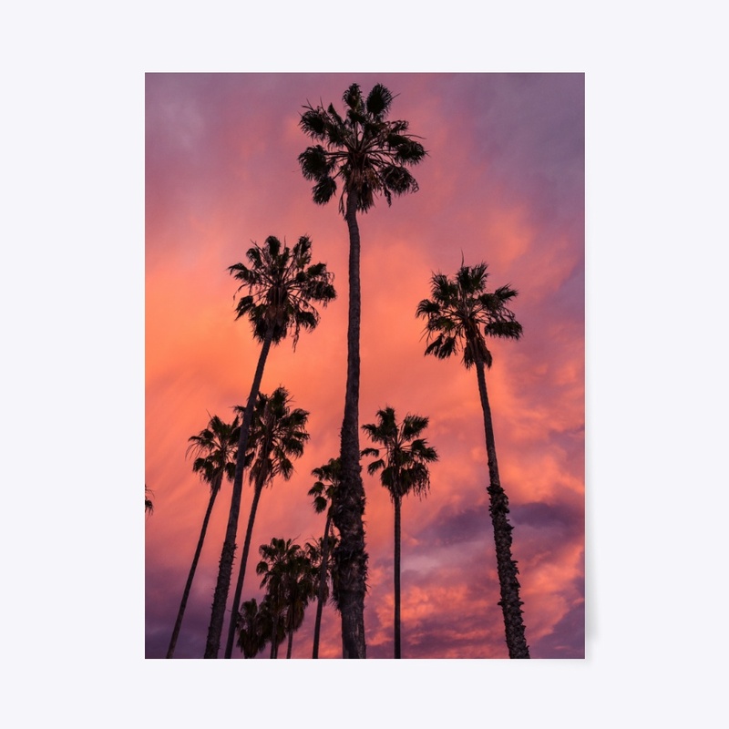 Palm Trees Evening View