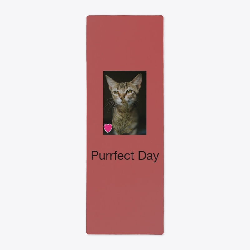 Purrfect Day Today!