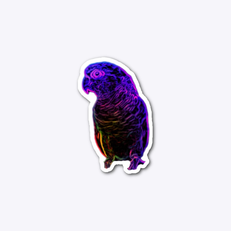 Kiwi After Dark
