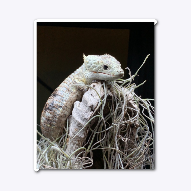 Abronia lythrochila 