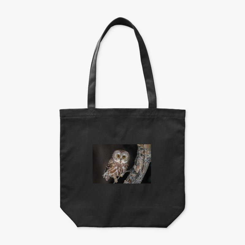 Little owl