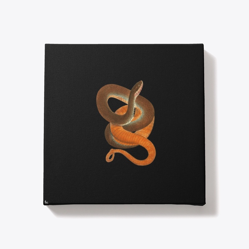 Nerodia erythrogaster 