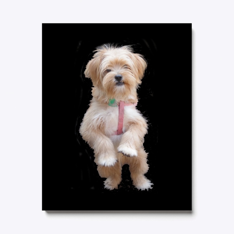 cute yorkie chihuahua puppy