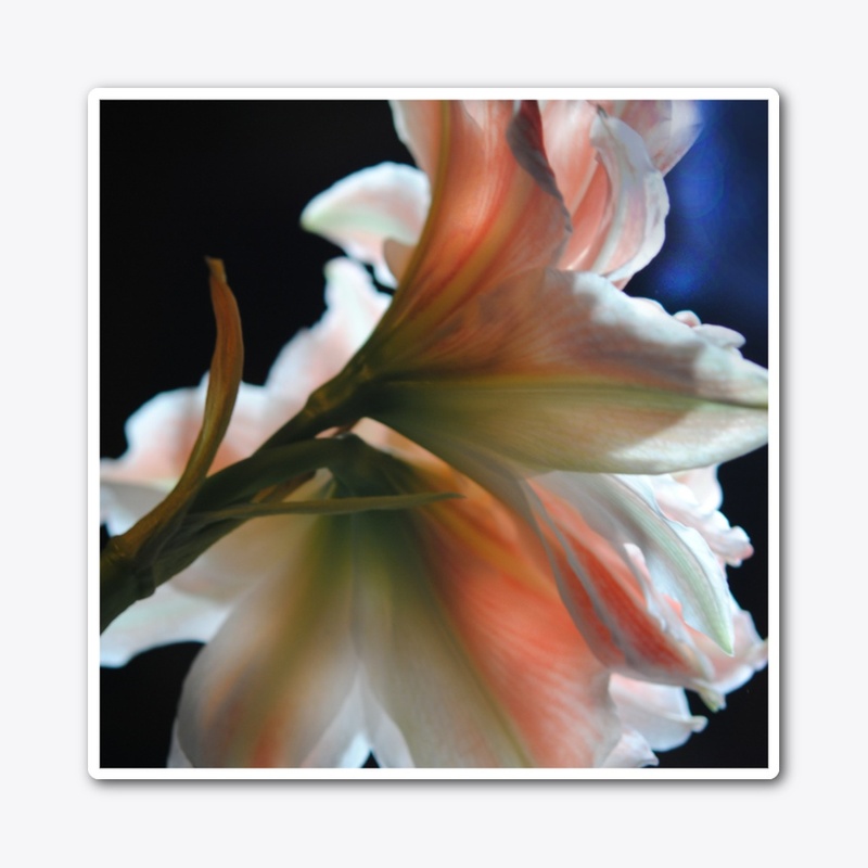 Amaryllis In The Light