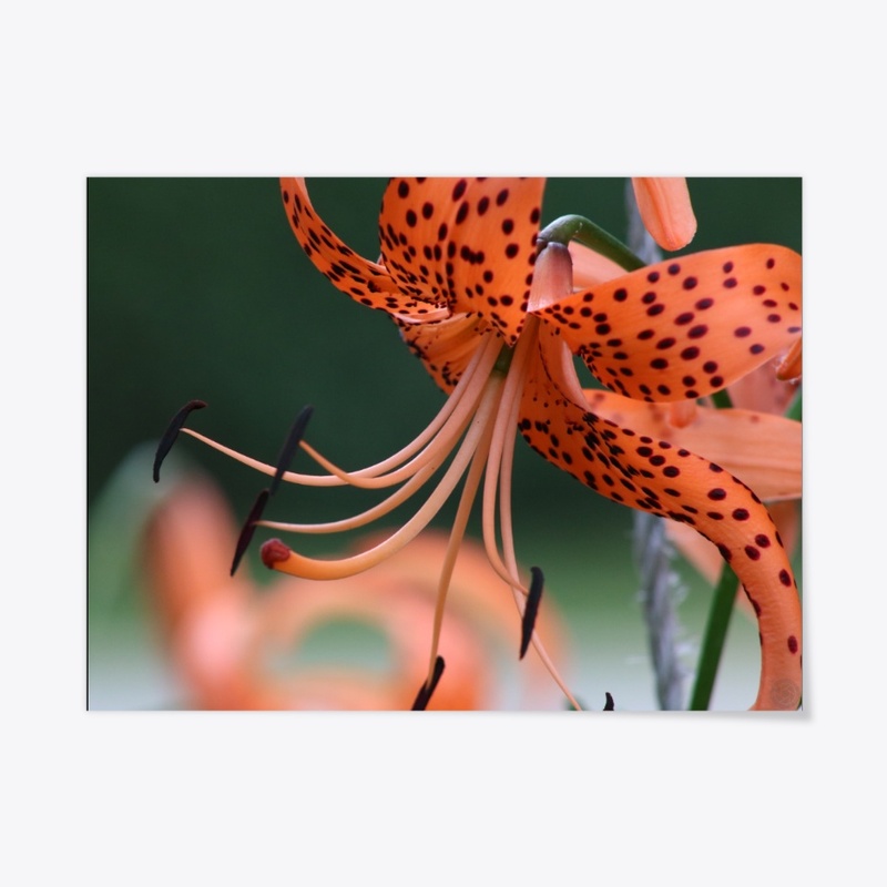 Flower 18