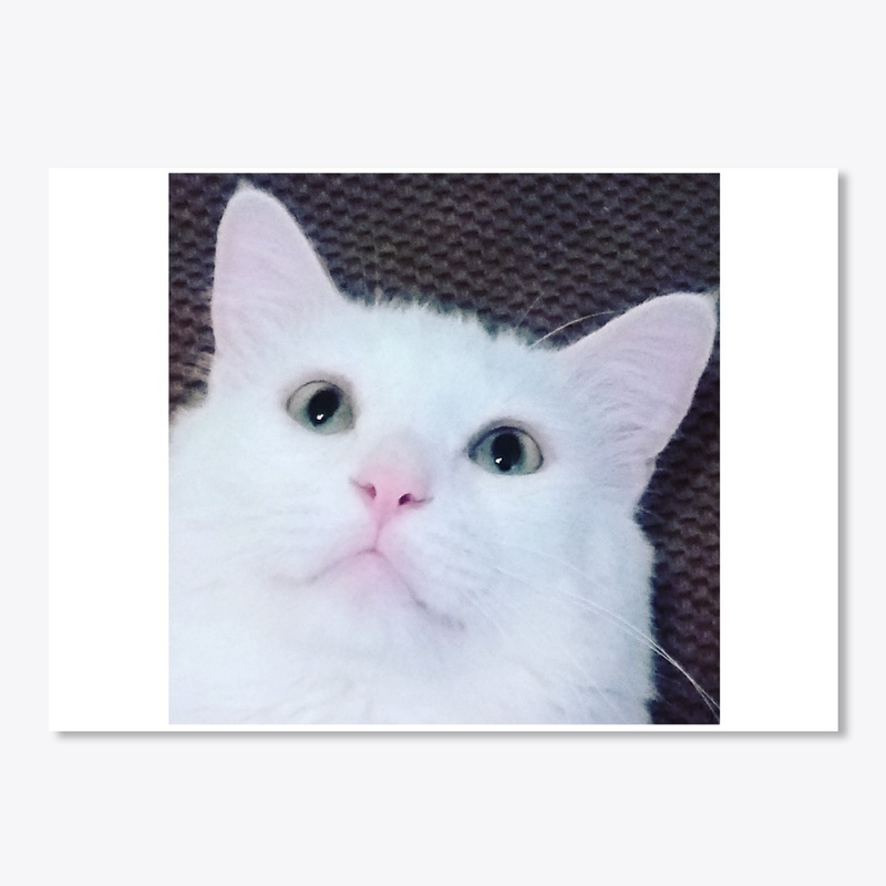 Sushi the Cat