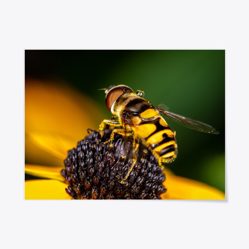 Hover Fly on Flower