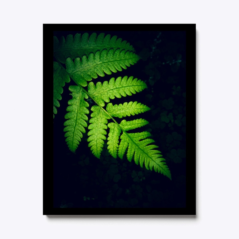 Leaves