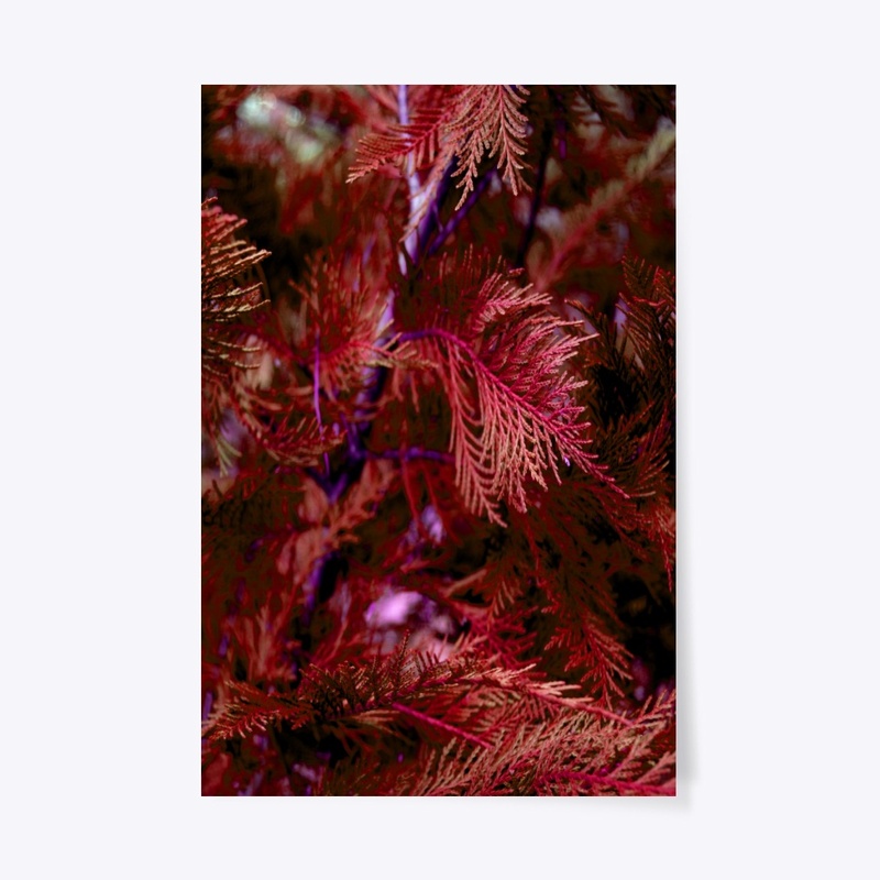 red cypress