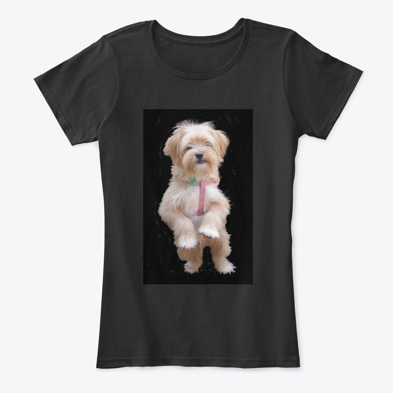 cute yorkie chihuahua puppy
