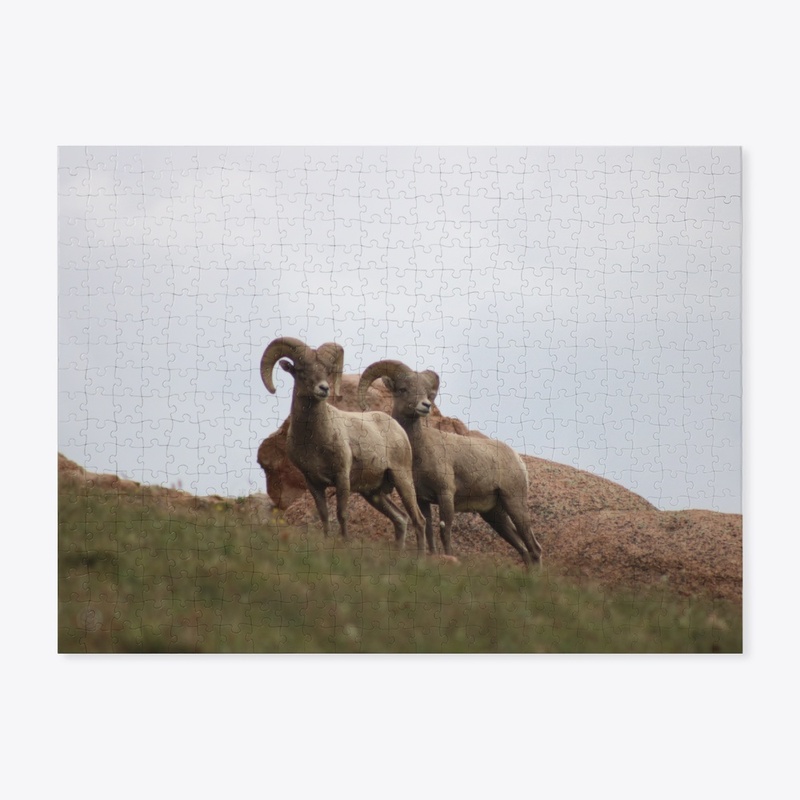 Bighorn 1