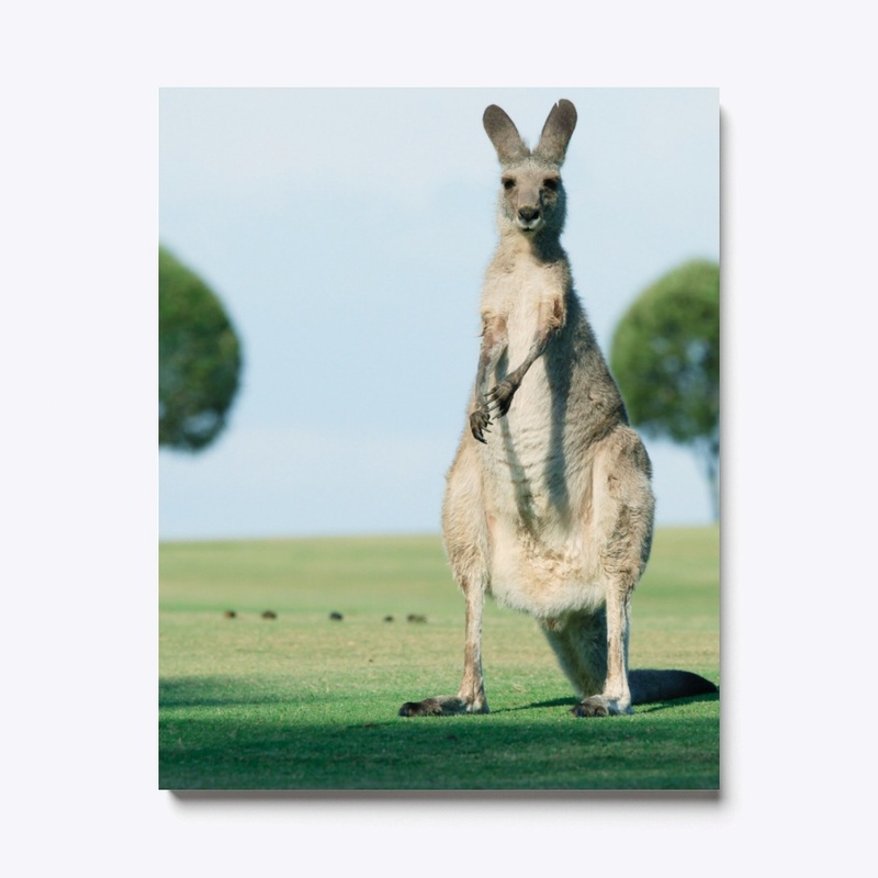 Kanguru