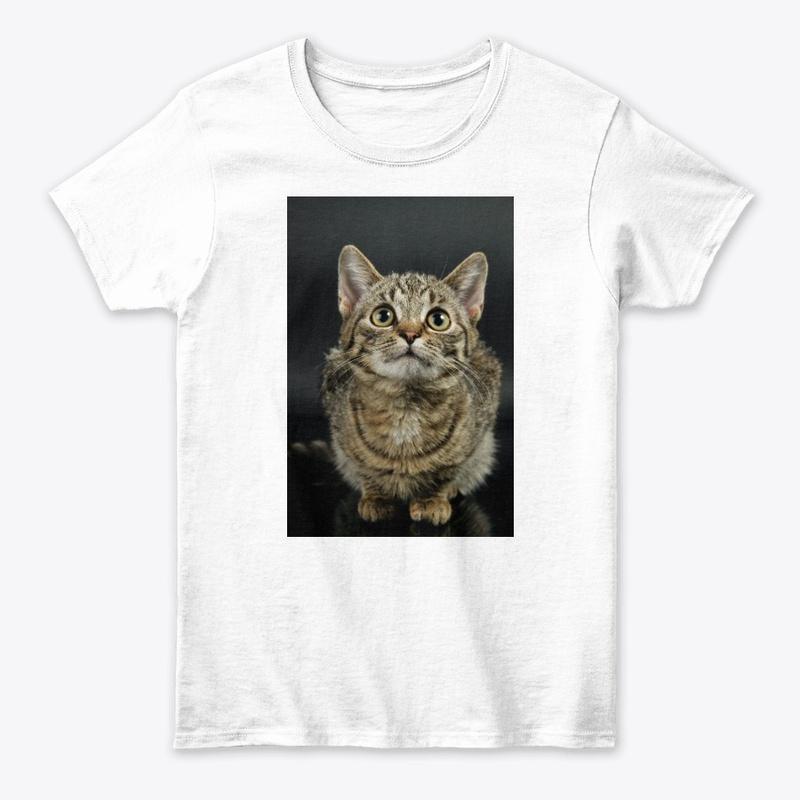 Cute Cat 
