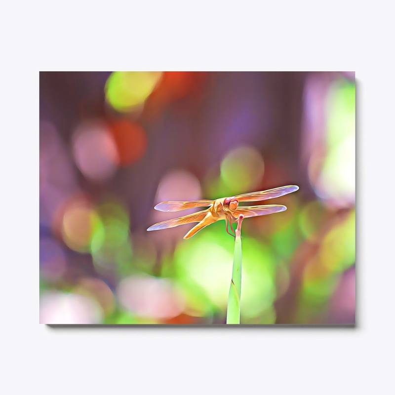 Flame Skimmer Dragonfly