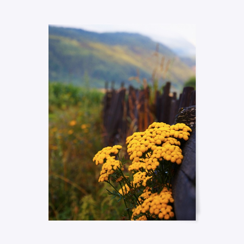 Mountain Flowers - Bulgaria
