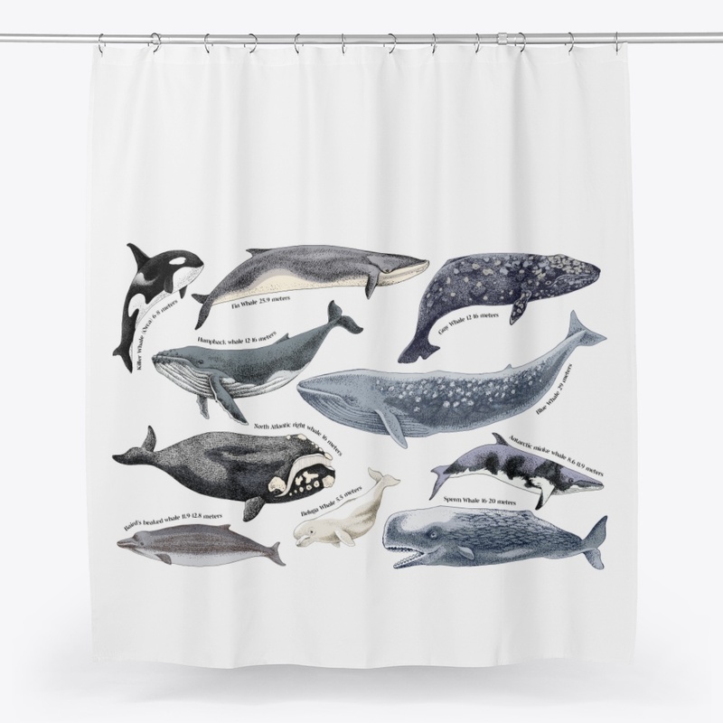 Illustration of Whales