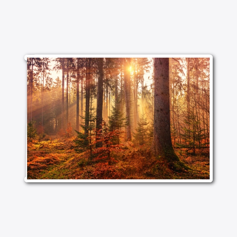 Value12 Sunshine in the forest