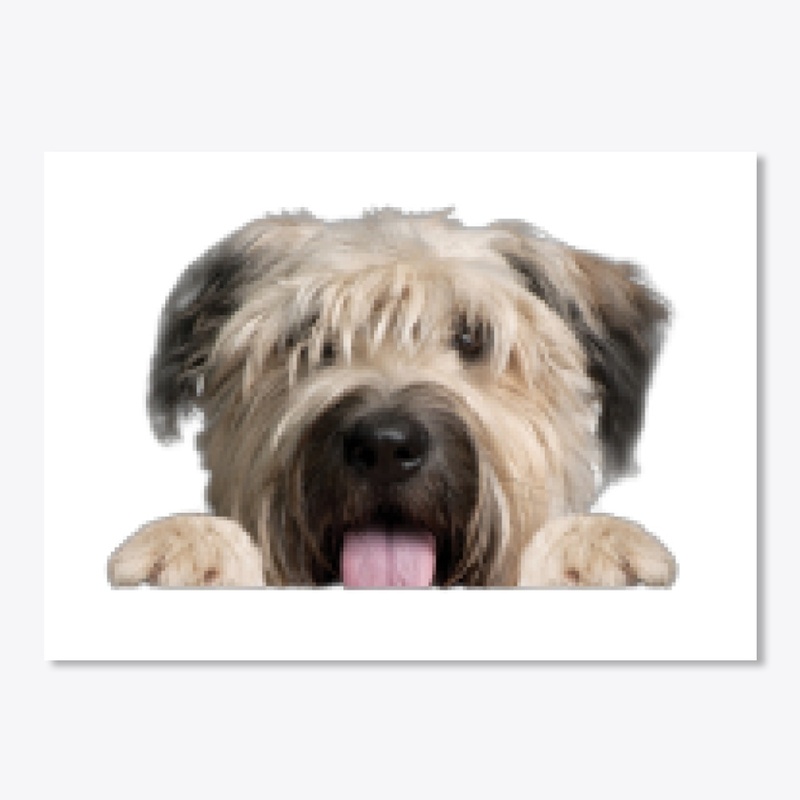 Bouvier des Flandres